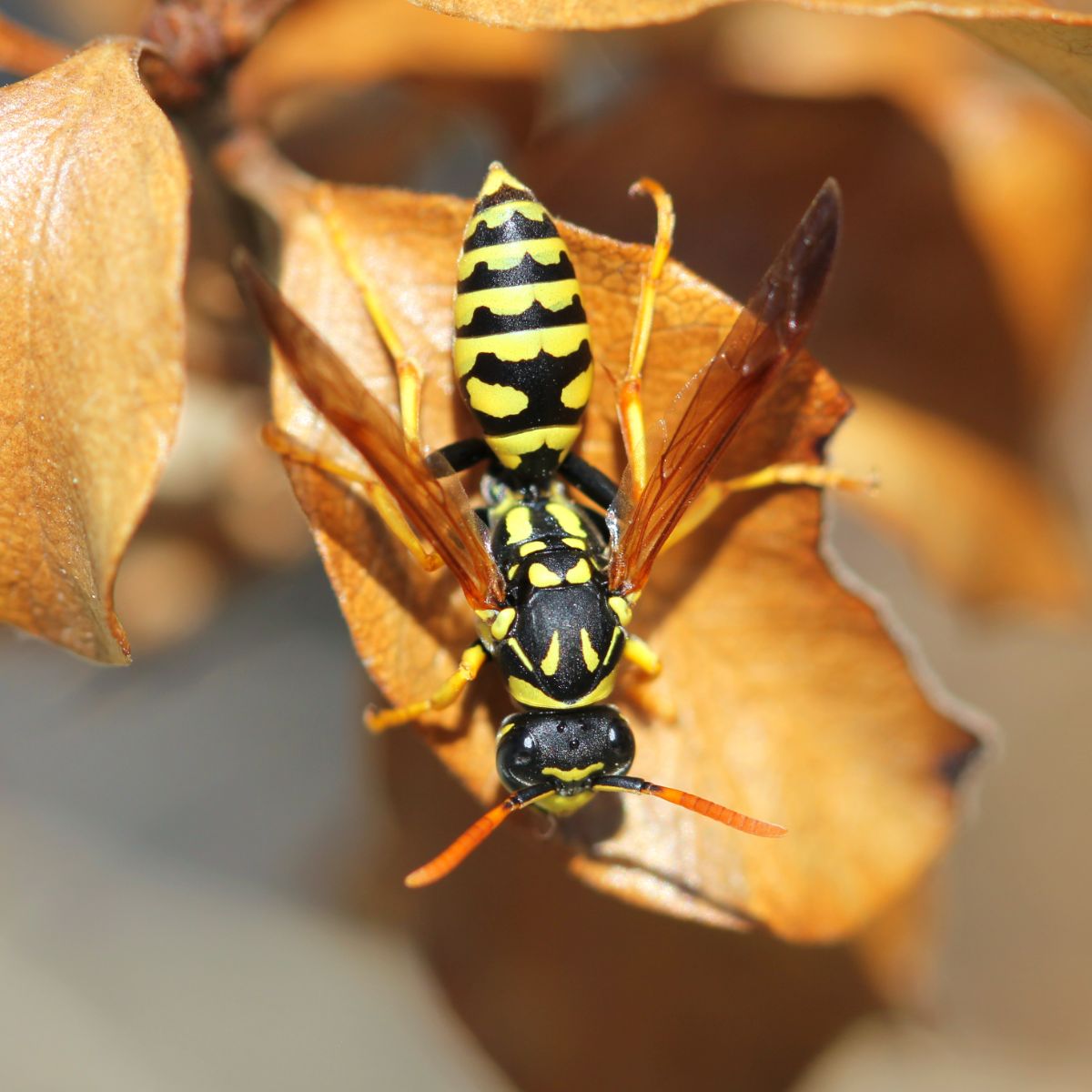 yellow jacket symbolism