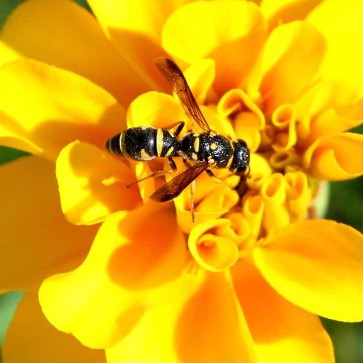 yellow jacket wasp spiritual meaning