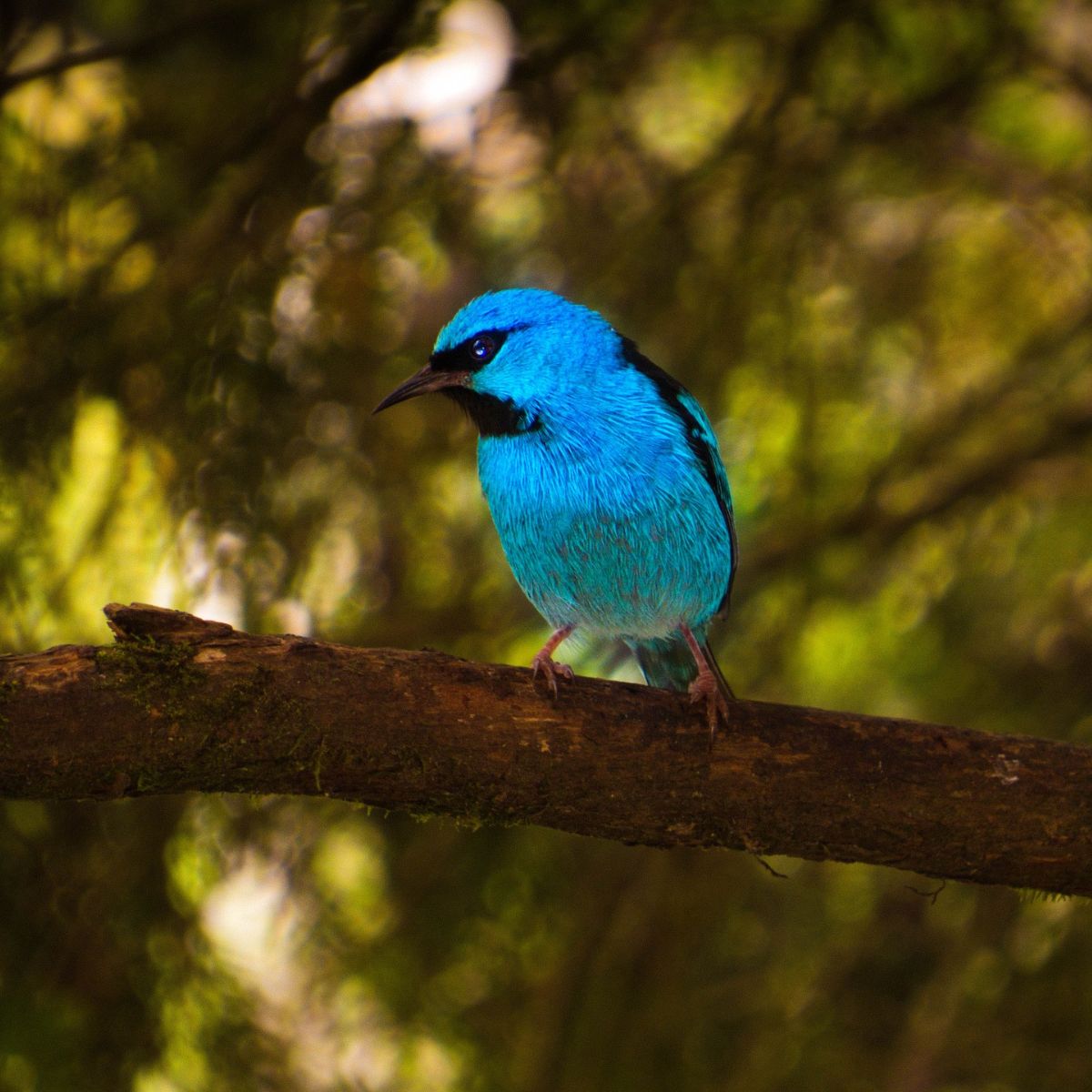 Blue Bird - 10 Spiritual Meanings