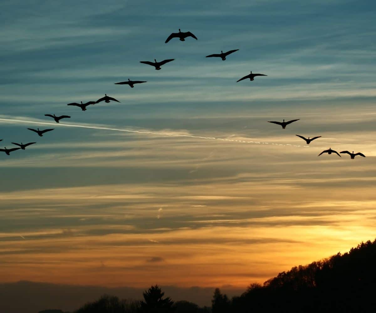 Hearing Geese At Night Spiritual Meanings