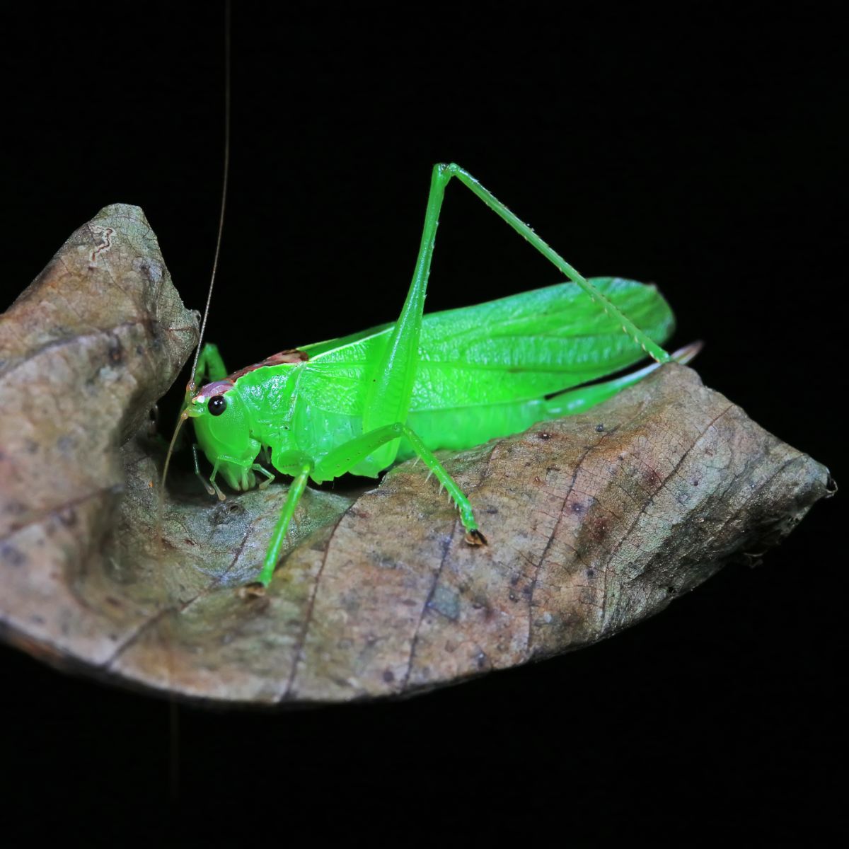 Katydid - Spiritual Meaning