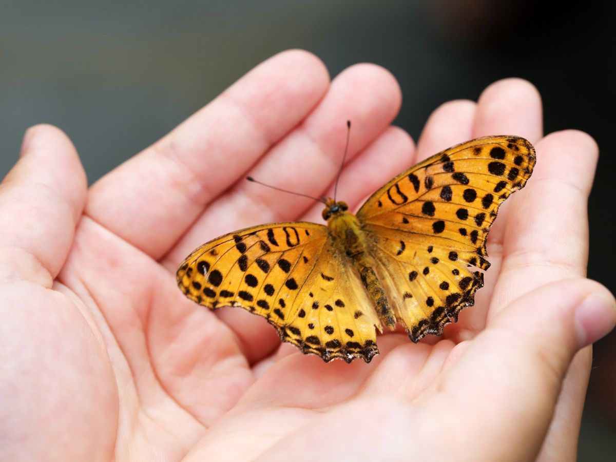 Orange And Black Butterfly