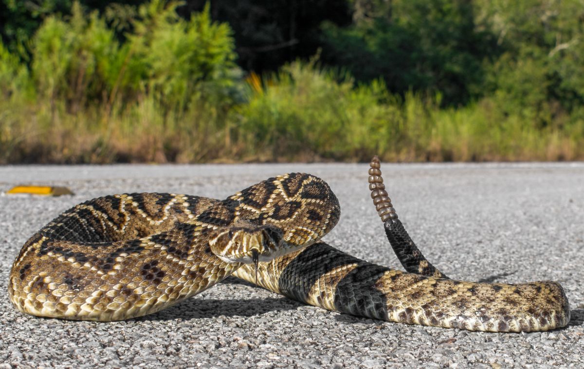 Rattlesnake Spiritual meaning & Symbolism