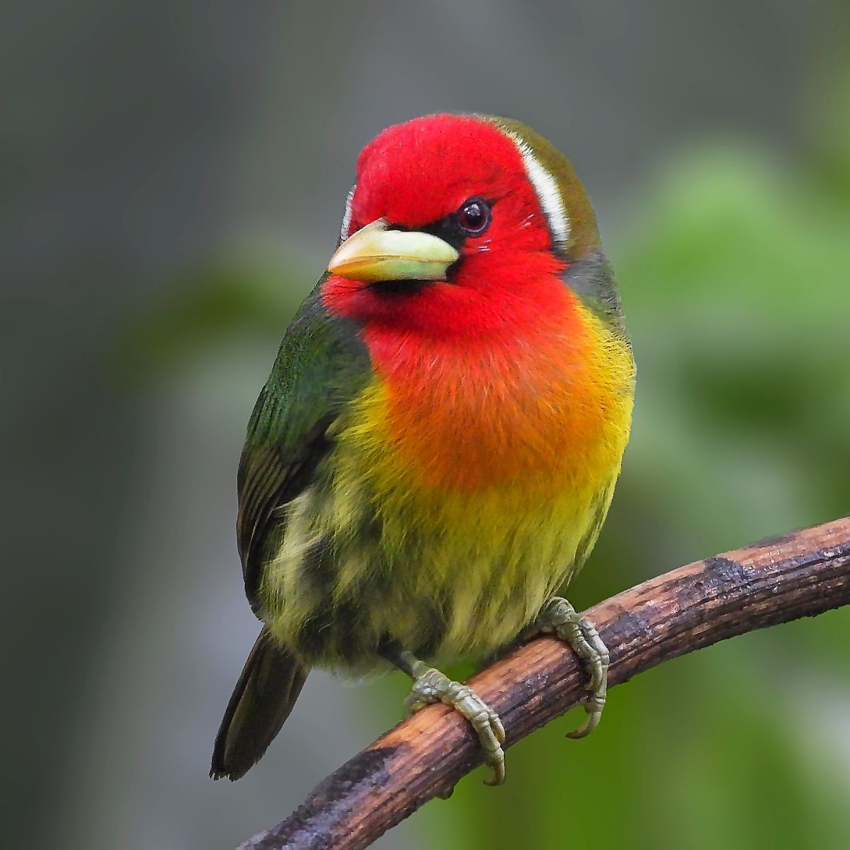 Red Headed Woodpecker Spiritual Meaning