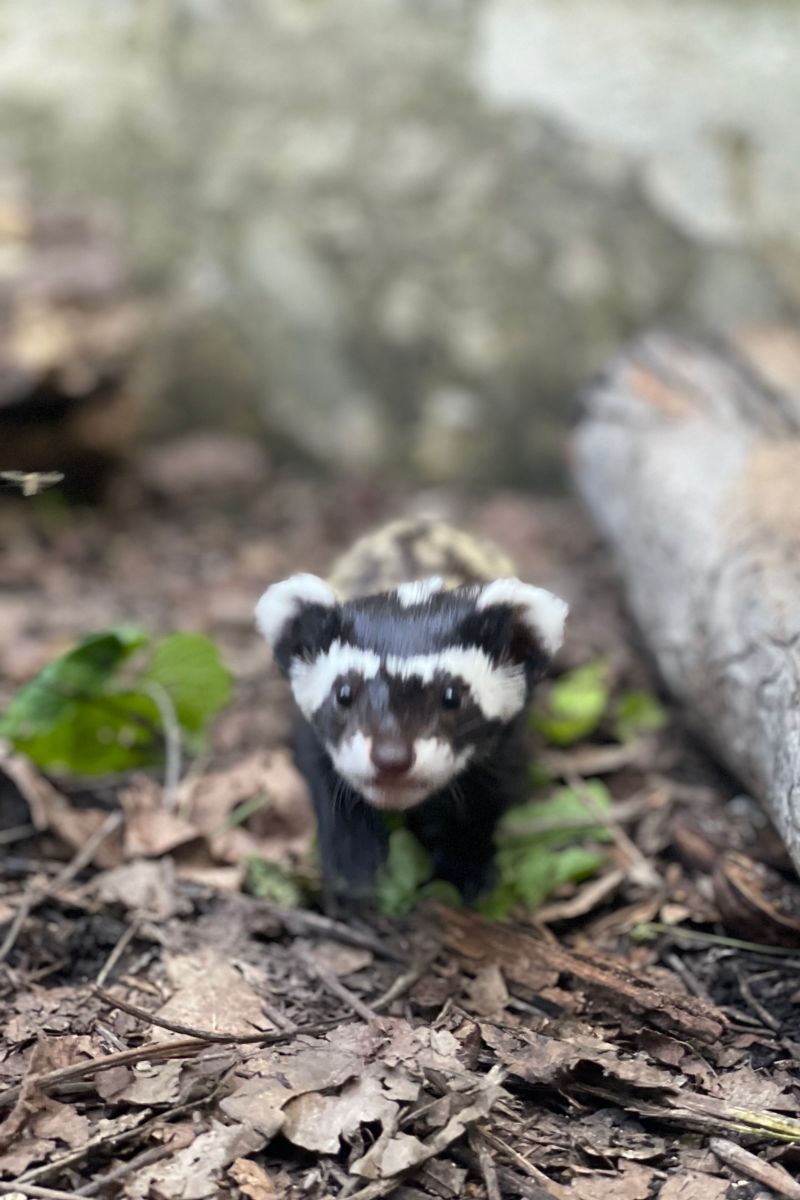 Spiritual Meanings Of A Skunk Crossing Your Path