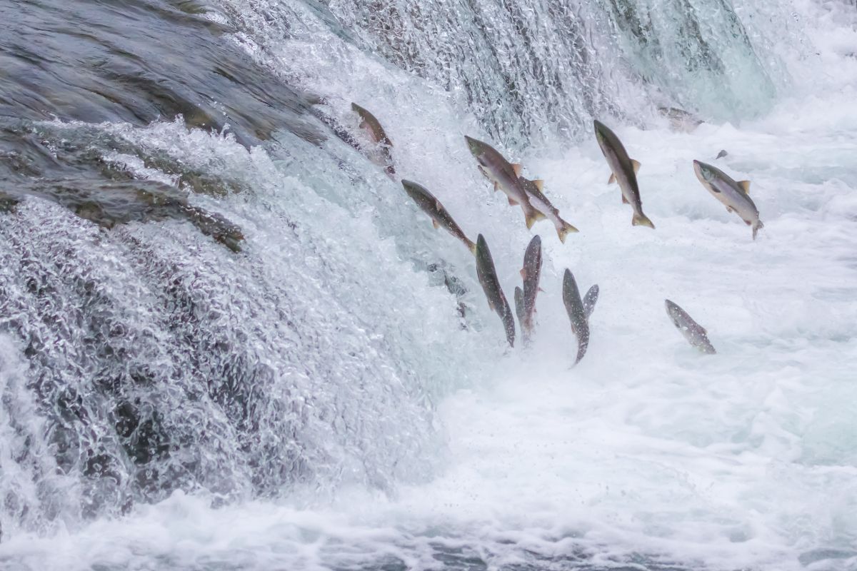 Spiritual Meanings Of Fish Jumping Out Of Water