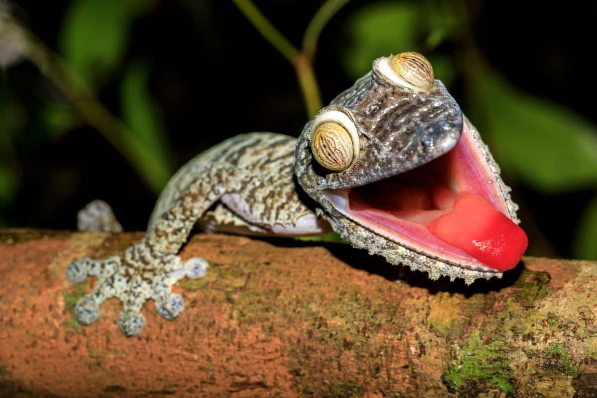 Spiritual Meanings Of Gecko In The House