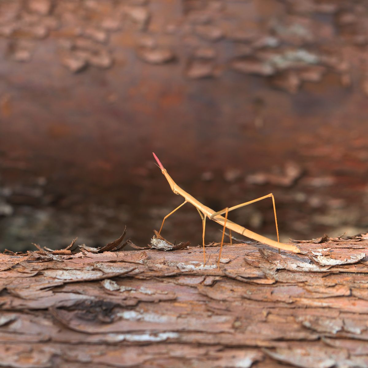 Stick Bug Spiritual Meaning