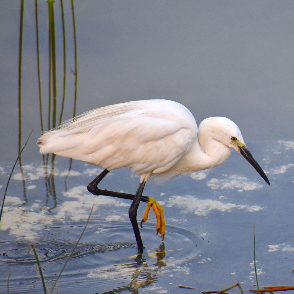 White Crane Bird Spiritual Meaning