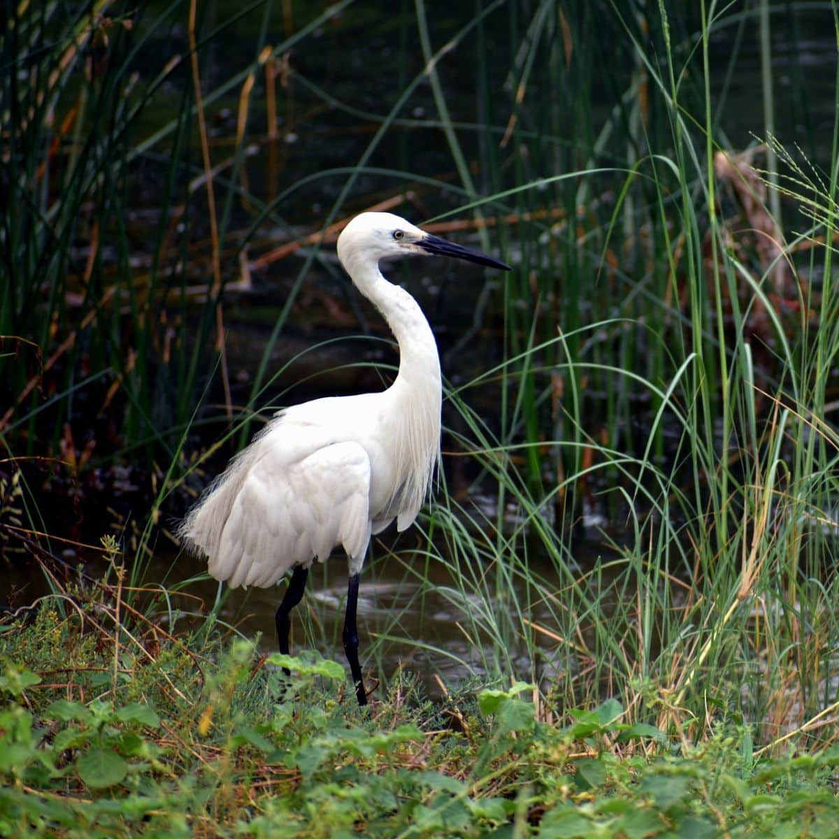 White Crane Bird Spiritual Meanings