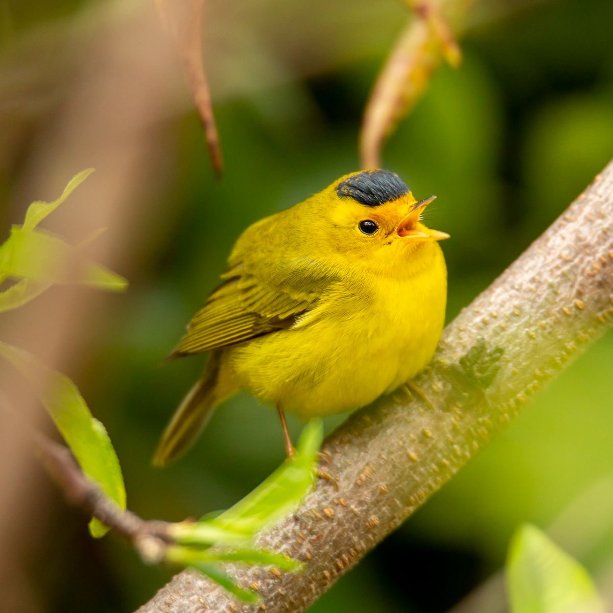 Yellow Warbler Bird Spiritual Meaning