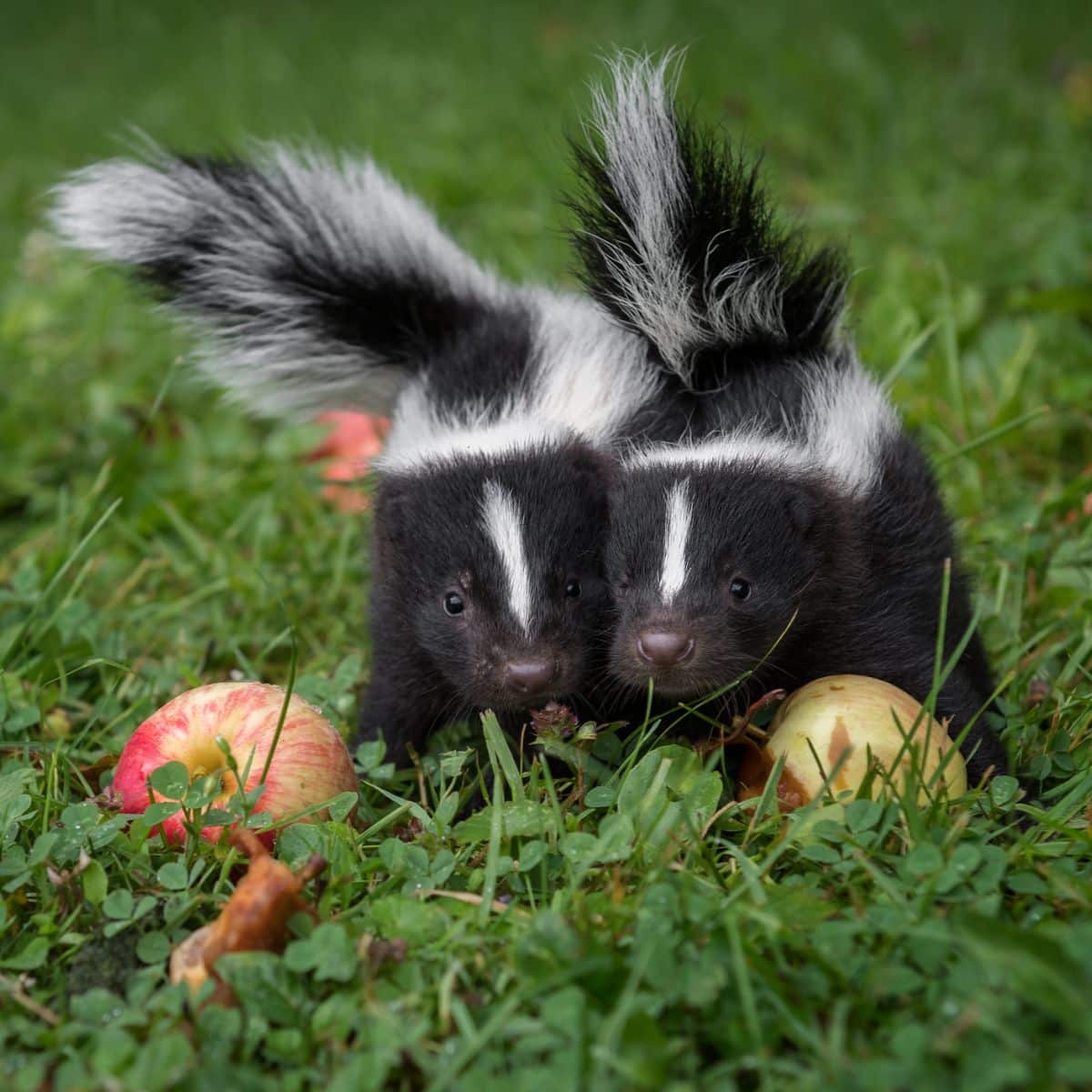 all white skunk meaning