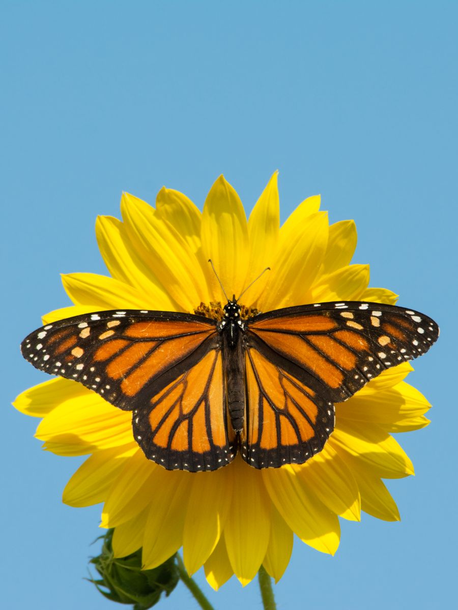 black and orange butterfly meaning