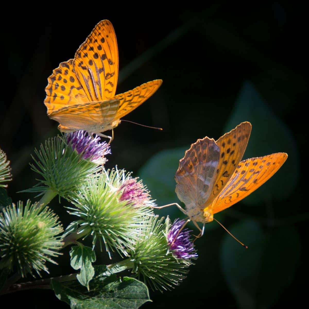 black orange butterfly meaning