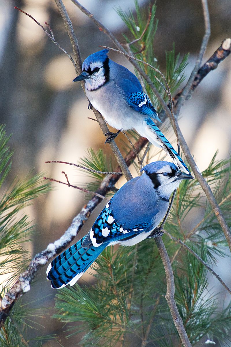 blue bird meaning