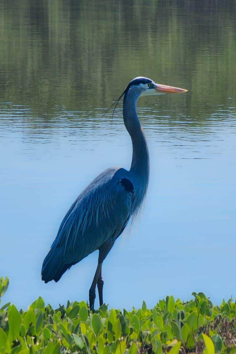 blue bird spiritual meaning