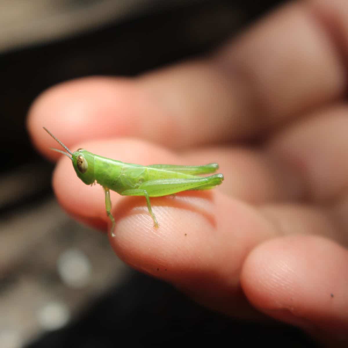 cricket chirping spiritual meaning