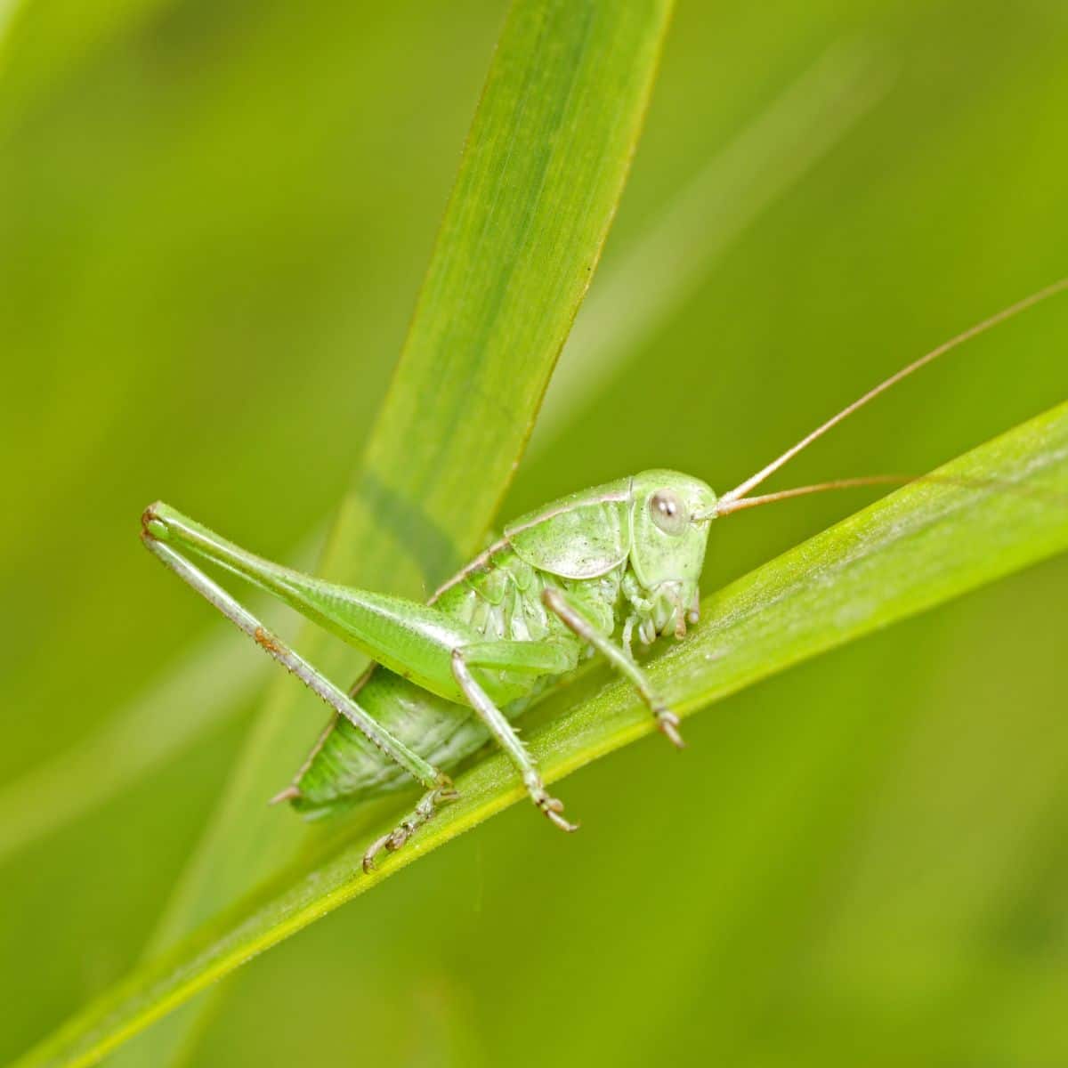 cricket sound spiritual meaning