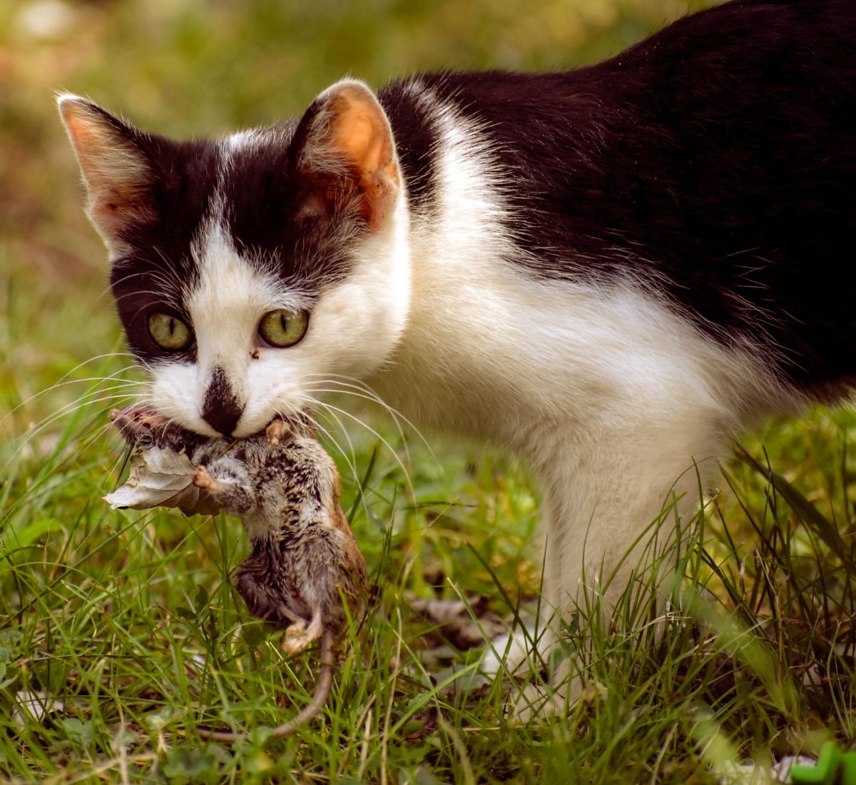 dead rat on doorstep meaning