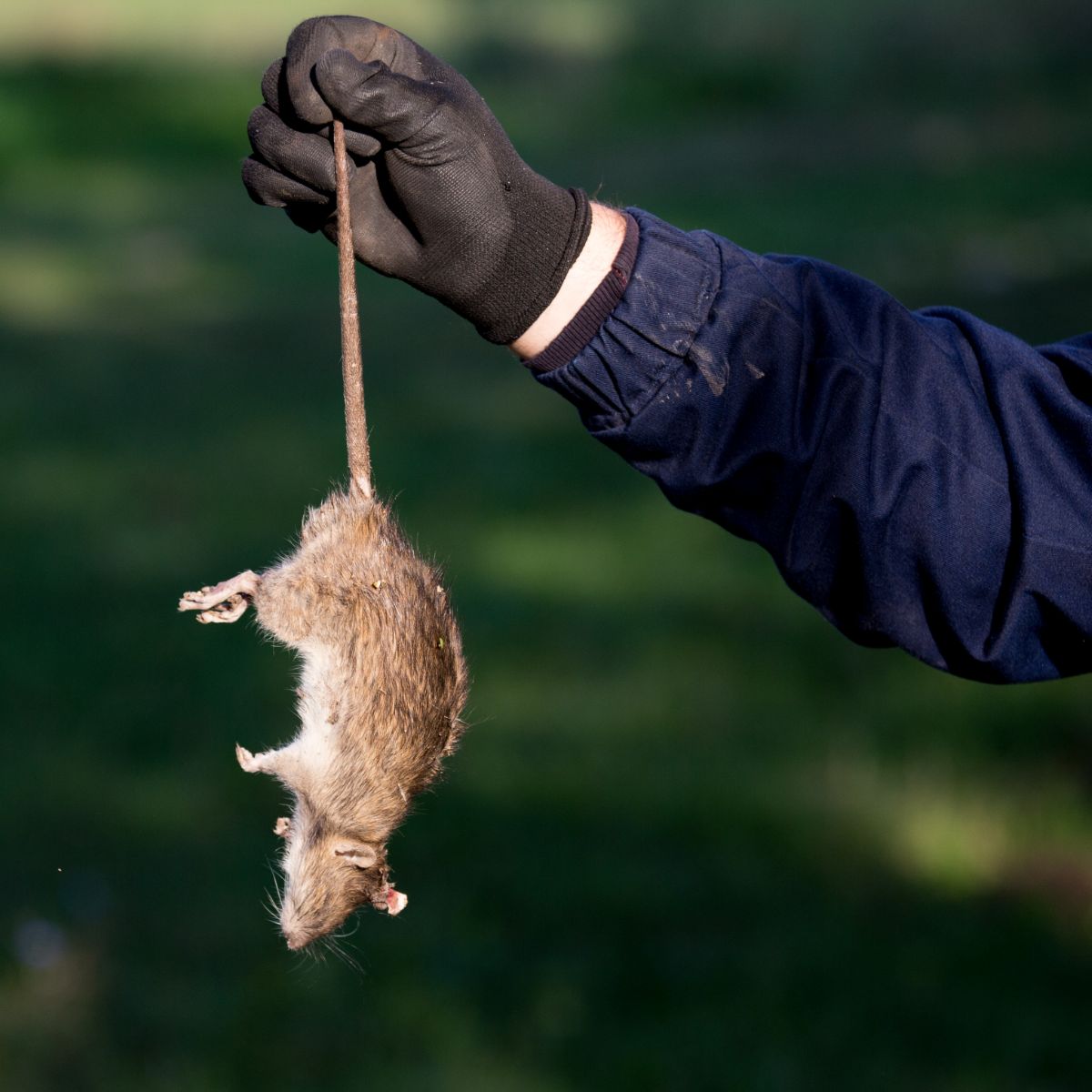 dead rat spiritual meaning