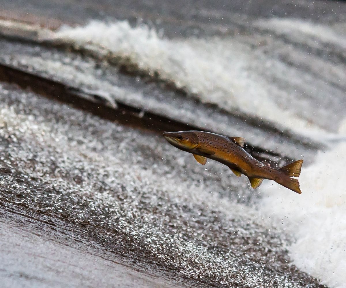 dreaming of fish out of water spiritual meaning