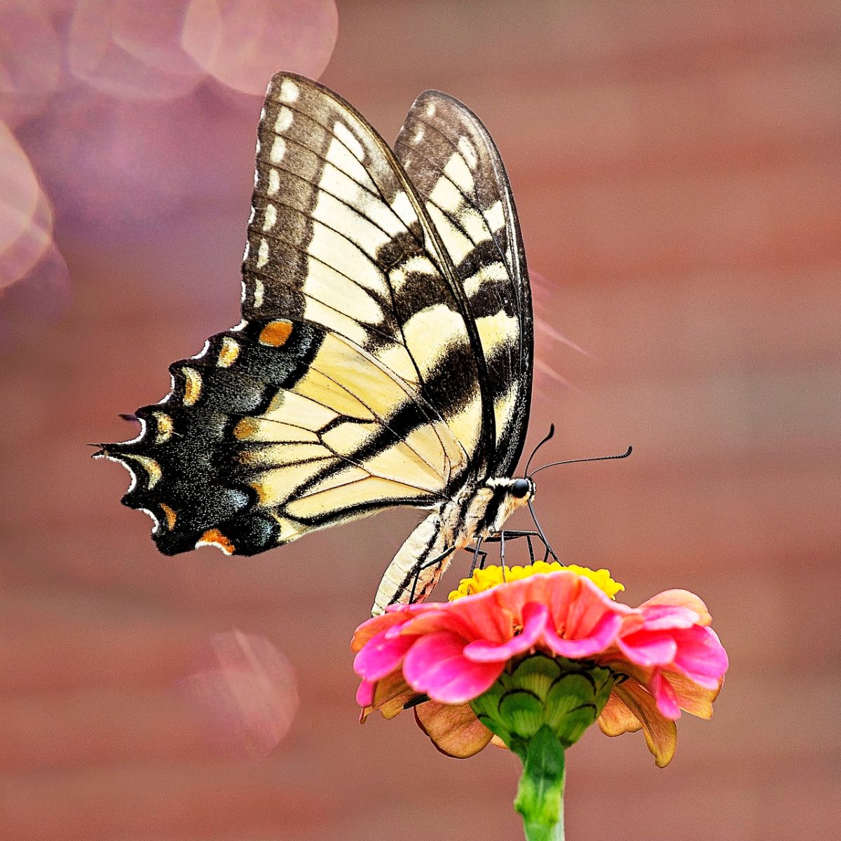 eastern tiger swallowtail meaning