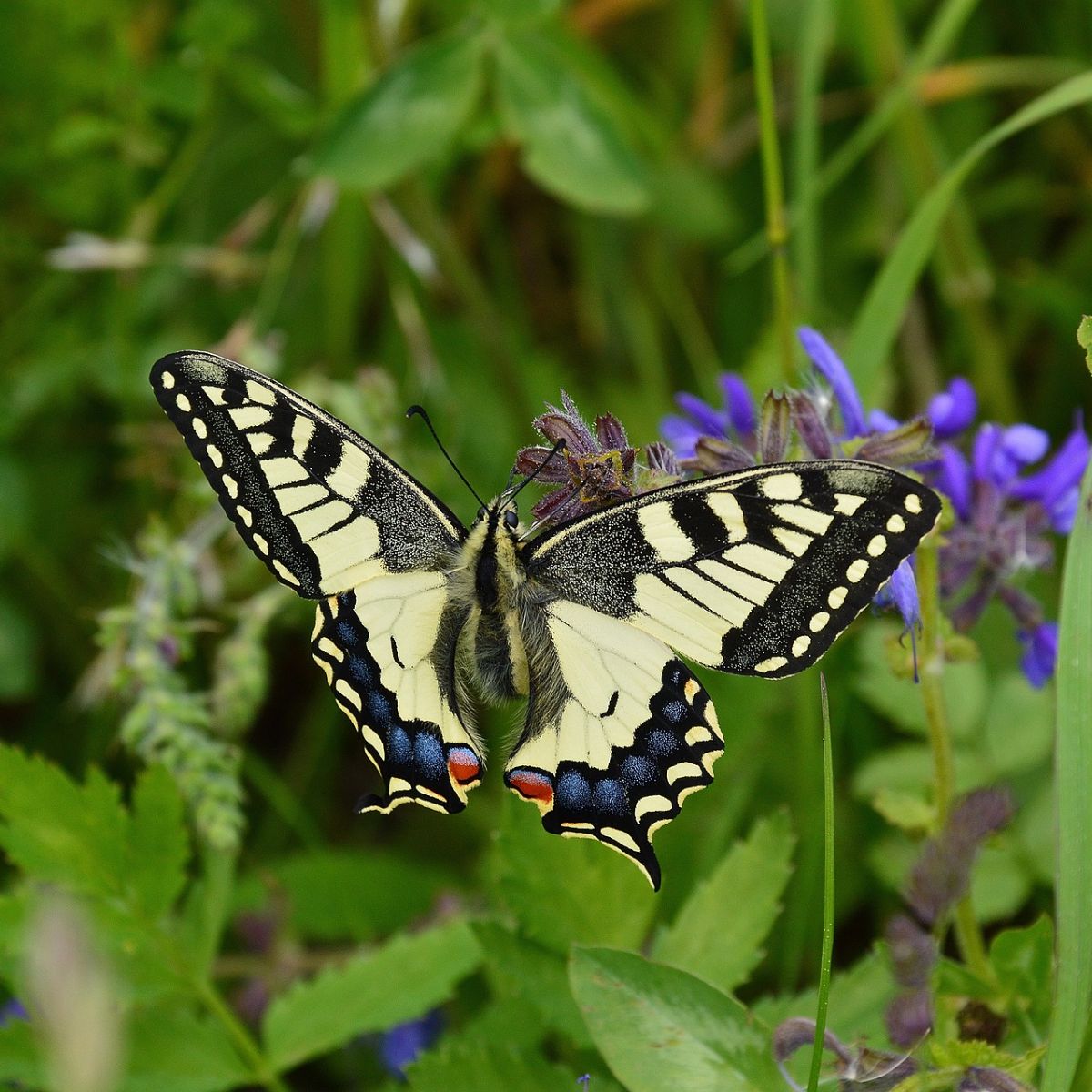 eastern tiger swallowtail spiritual meaning