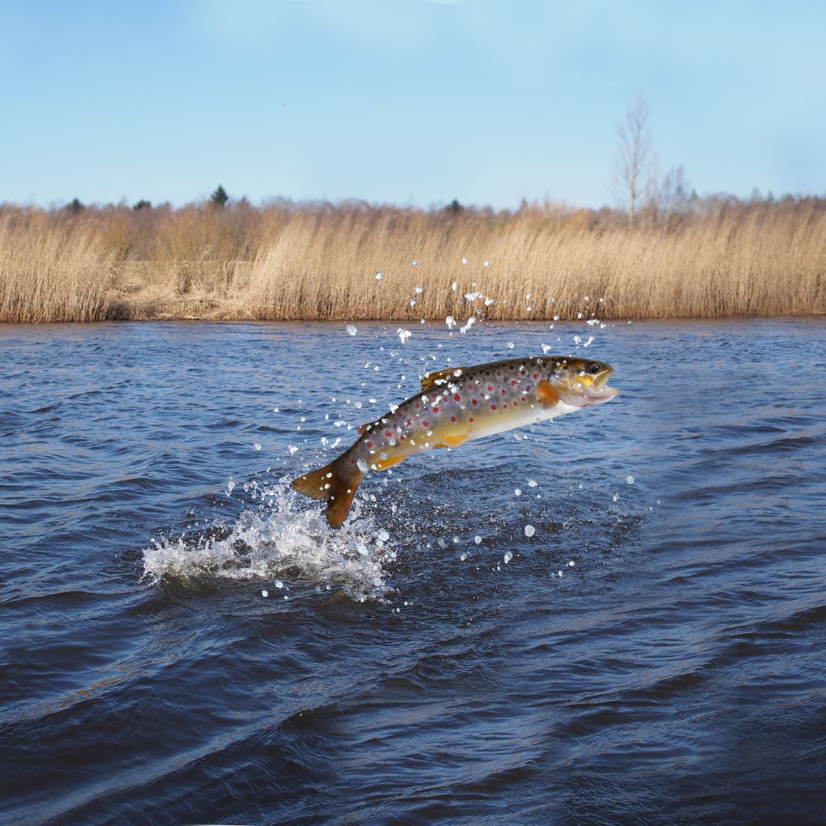 fish jumping out of water meaning