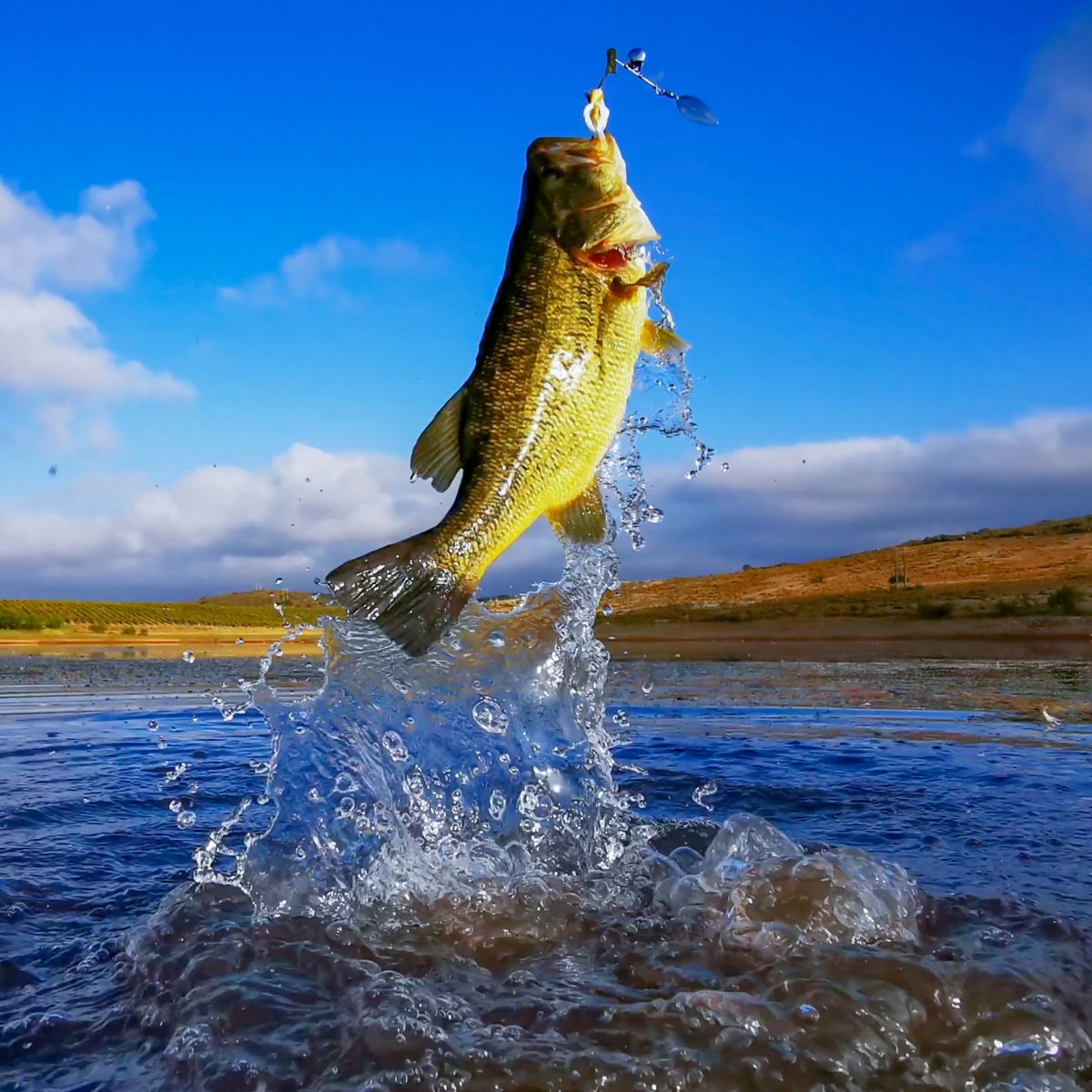 fish jumping out of water spiritual meaning