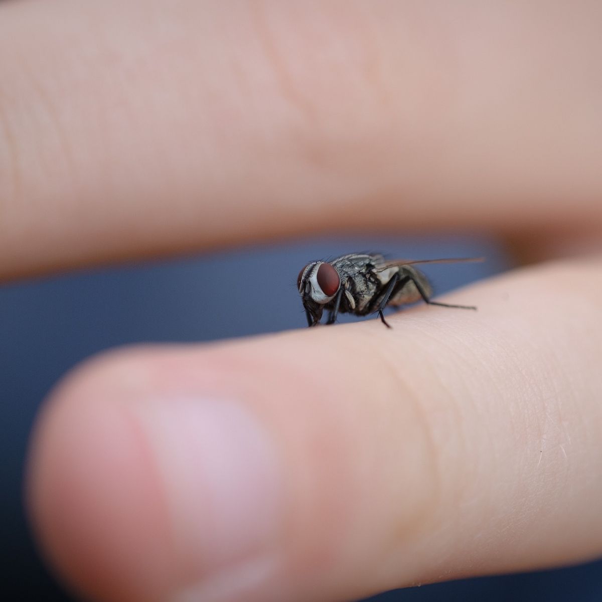 fly landing on you meaning