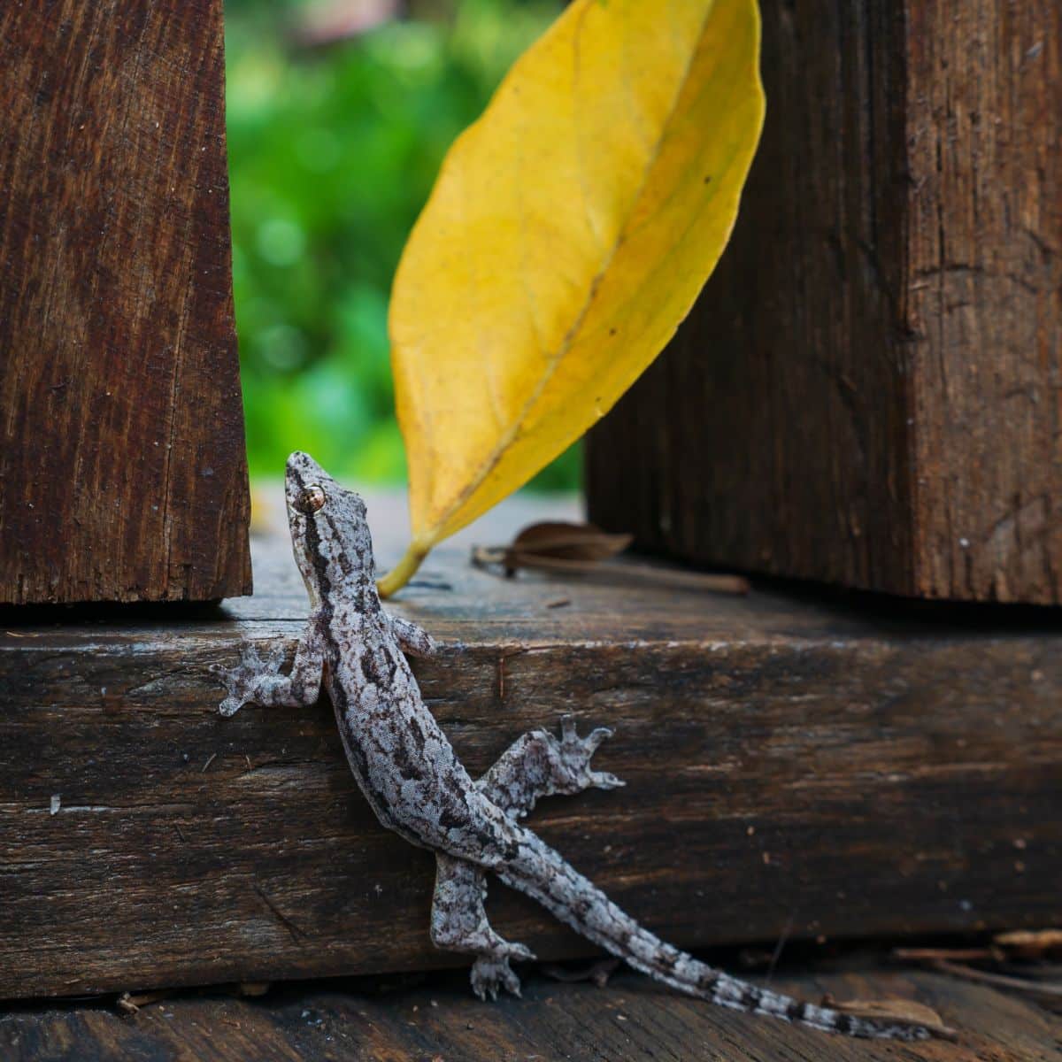 gecko animal totem