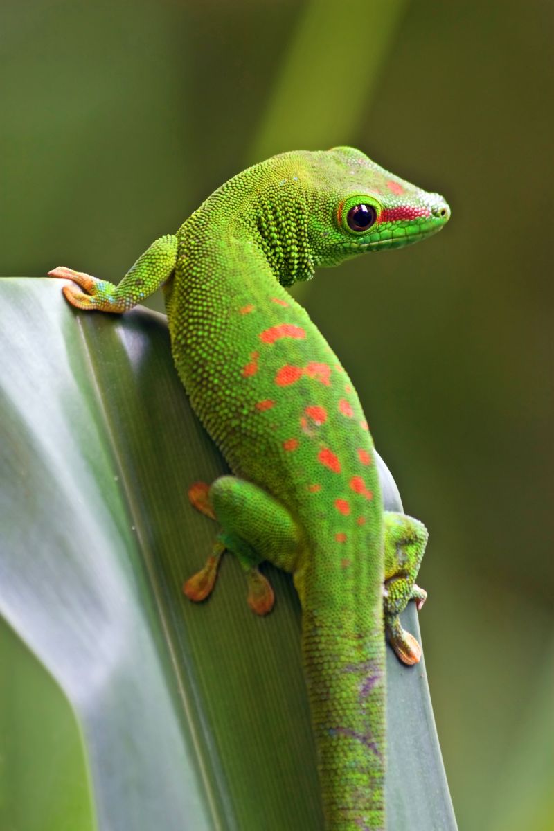 gecko symbolism