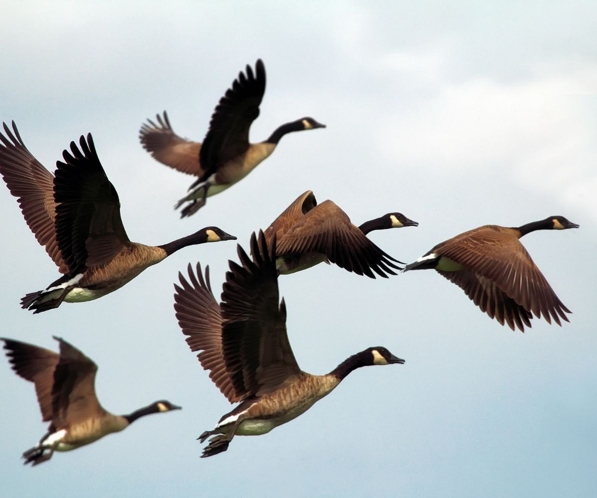 geese flying at night meaning