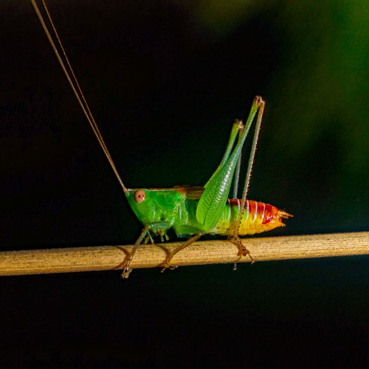 green katydid spiritual meaning