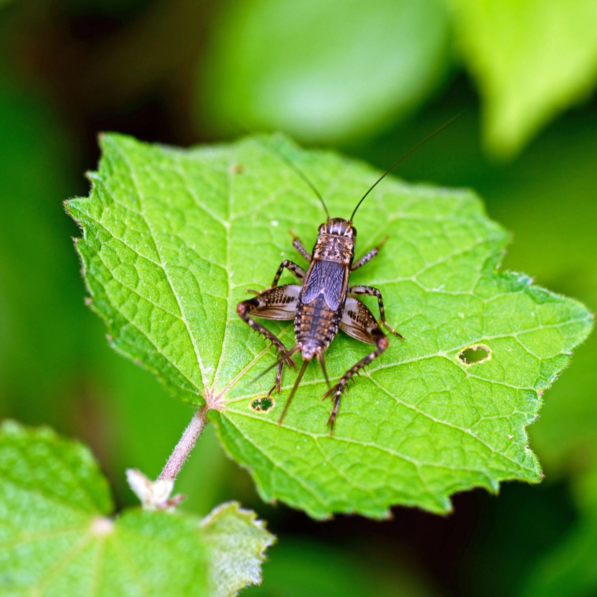 hearing crickets at night spiritual meaning