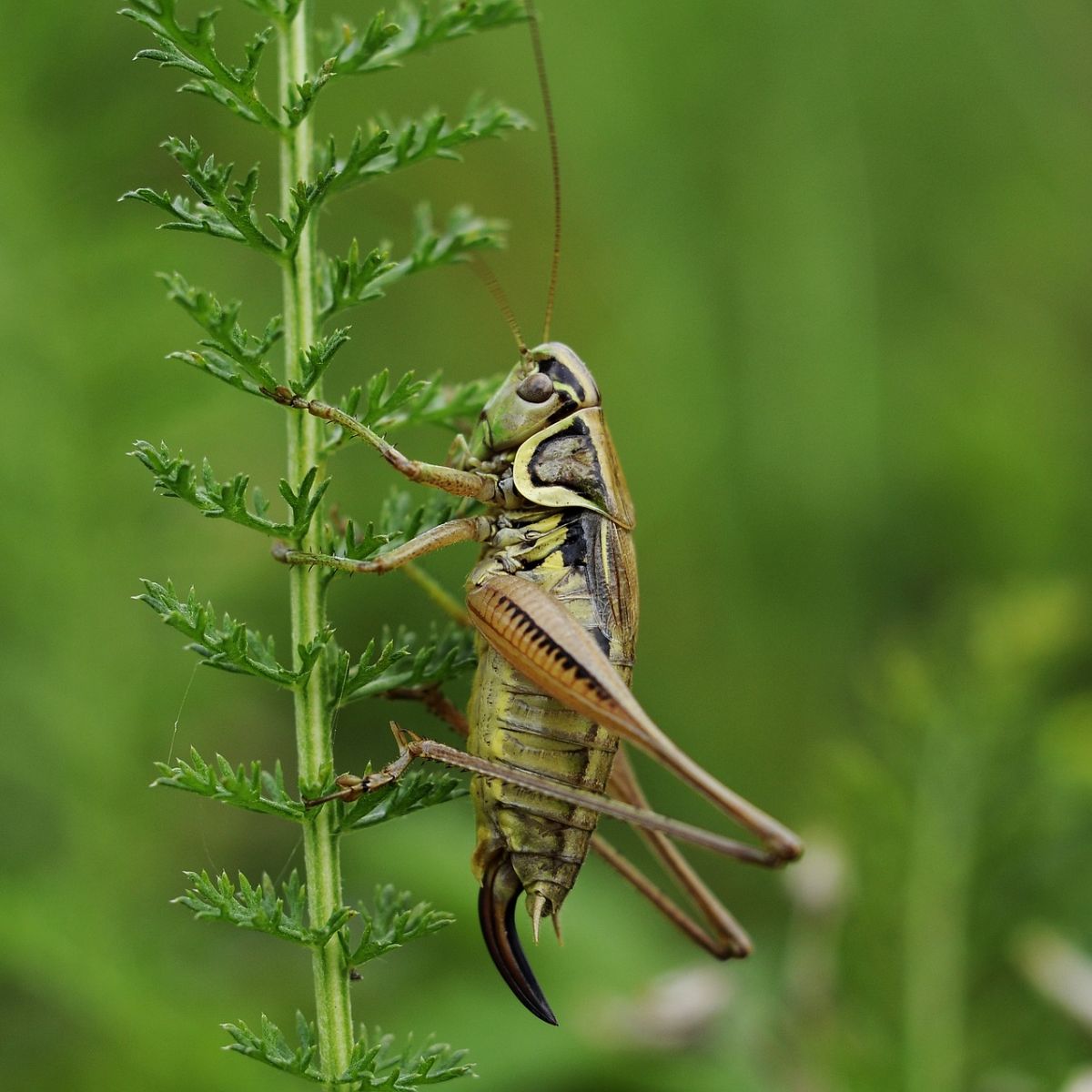 hearing crickets during the day spiritual meaning