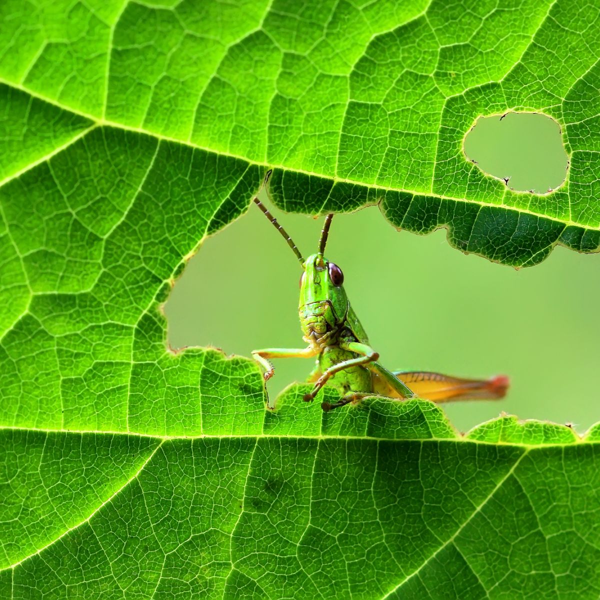 hearing crickets meaning