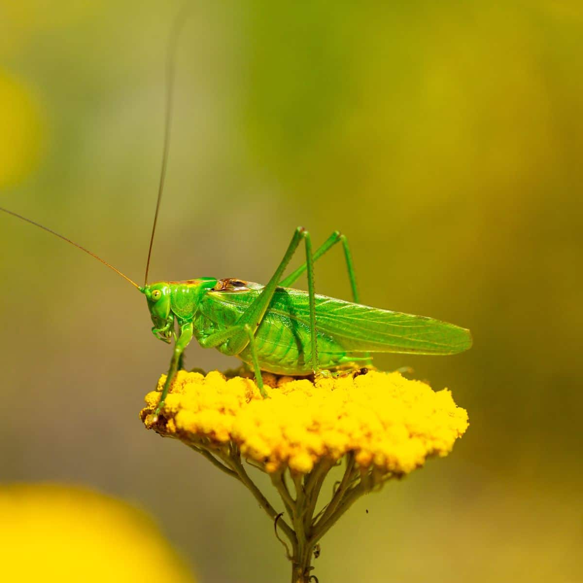 hearing crickets spiritual meaning