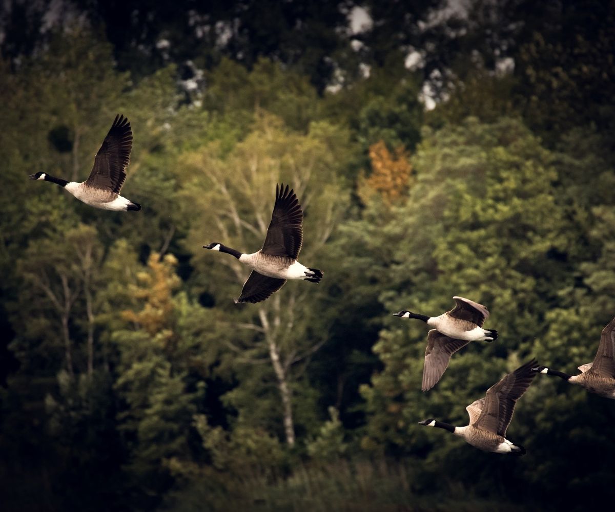 hearing geese at night spiritual meaning