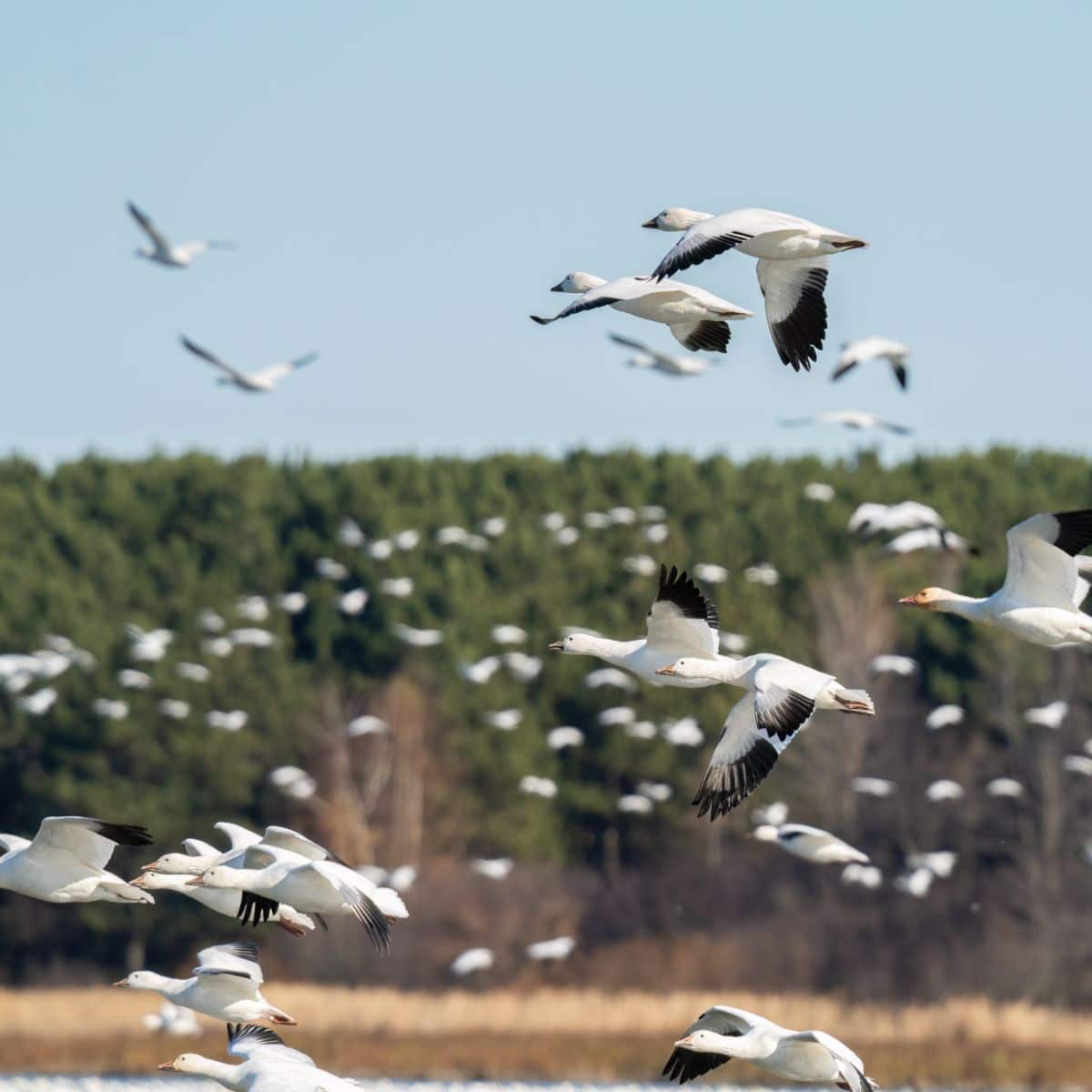 hearing geese at night