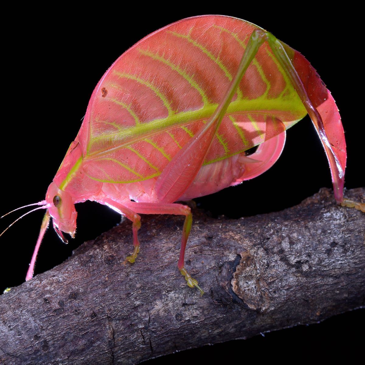 katydid leaf bug spiritual meaning