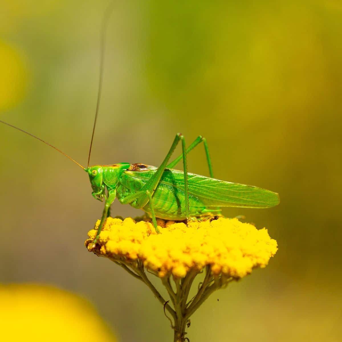 katydid meaning spiritual