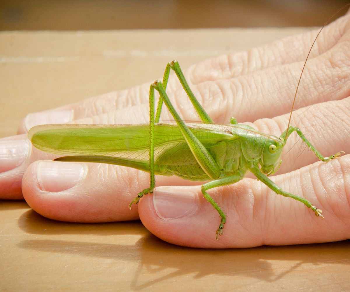 katydid symbolism