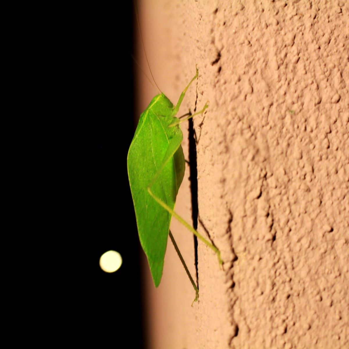 katydids spiritual meaning