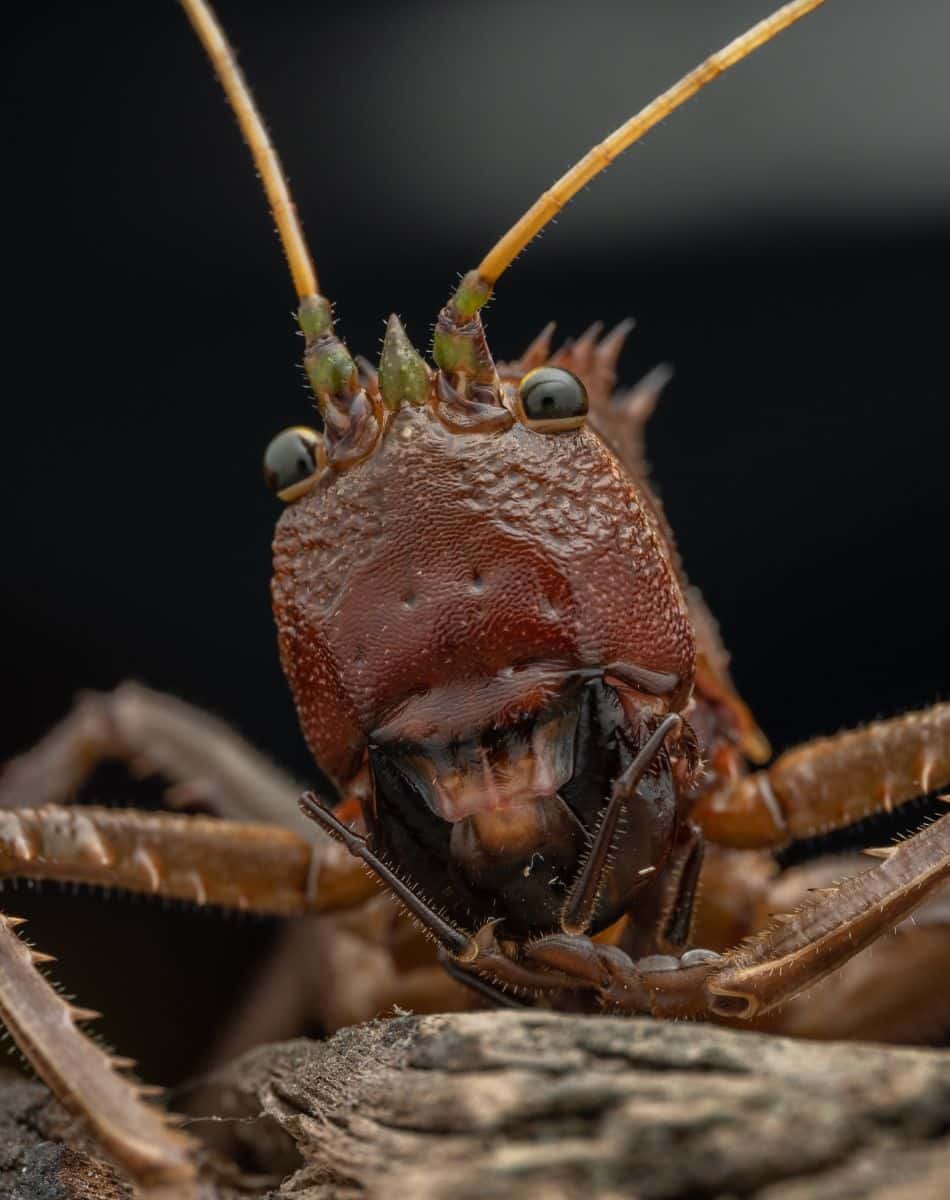 leaf bug meaning spiritual