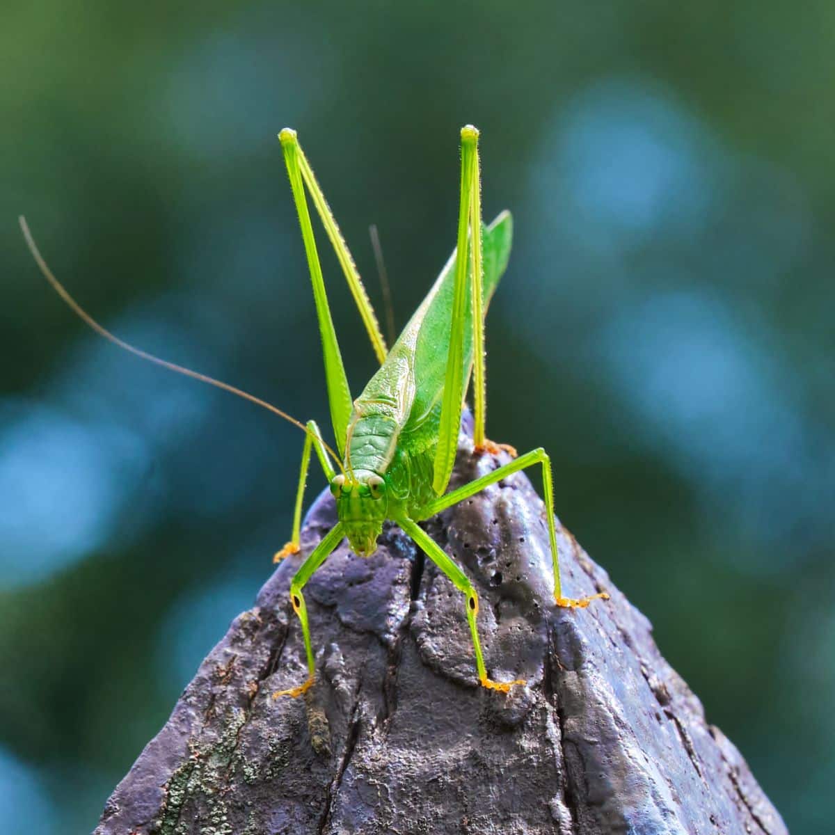 leaf bug meaning