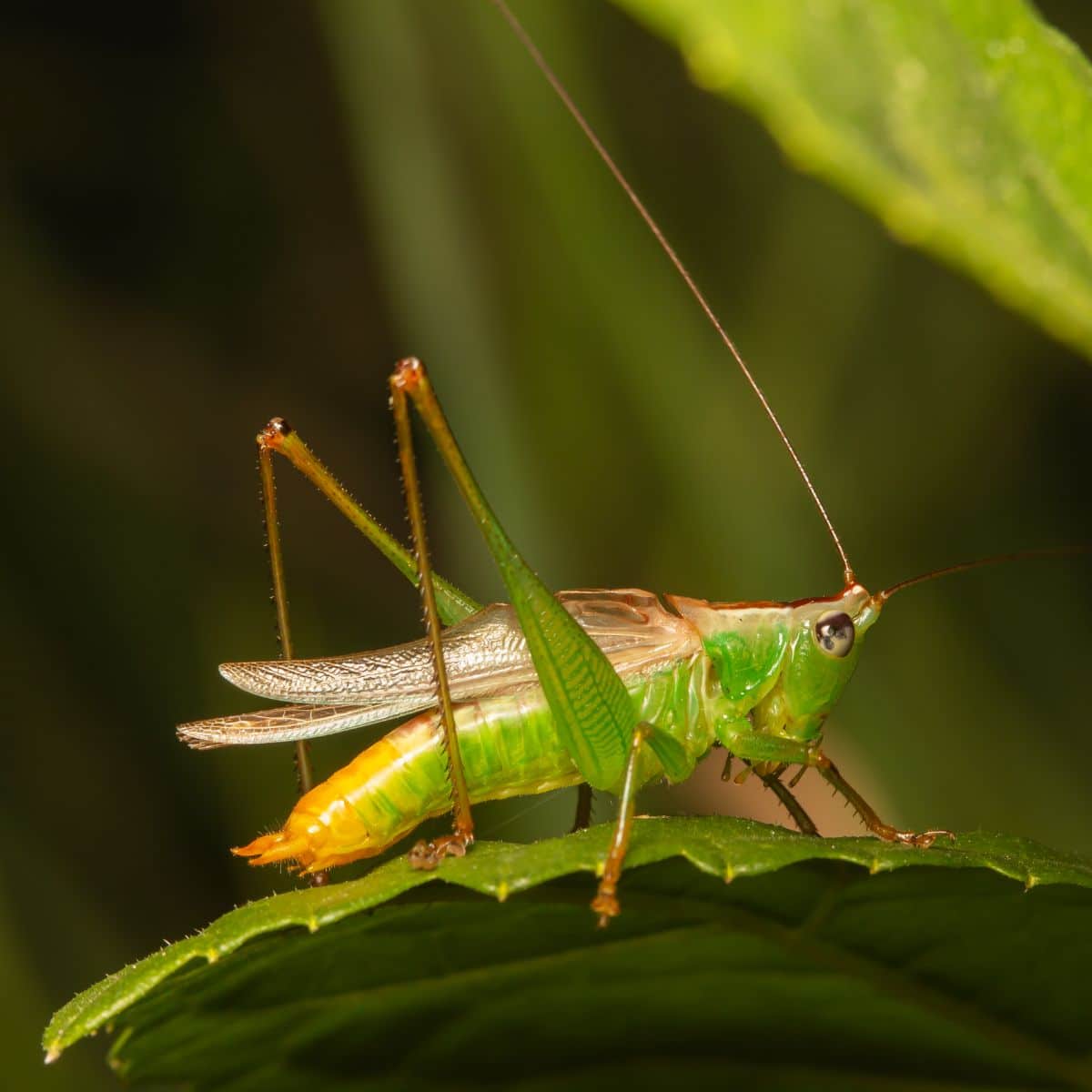 leaf bug spiritual meaning