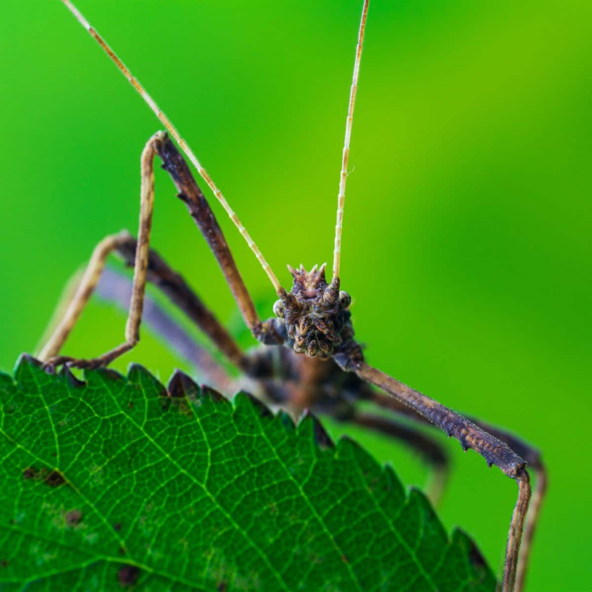 meaning of seeing a walking stick bug