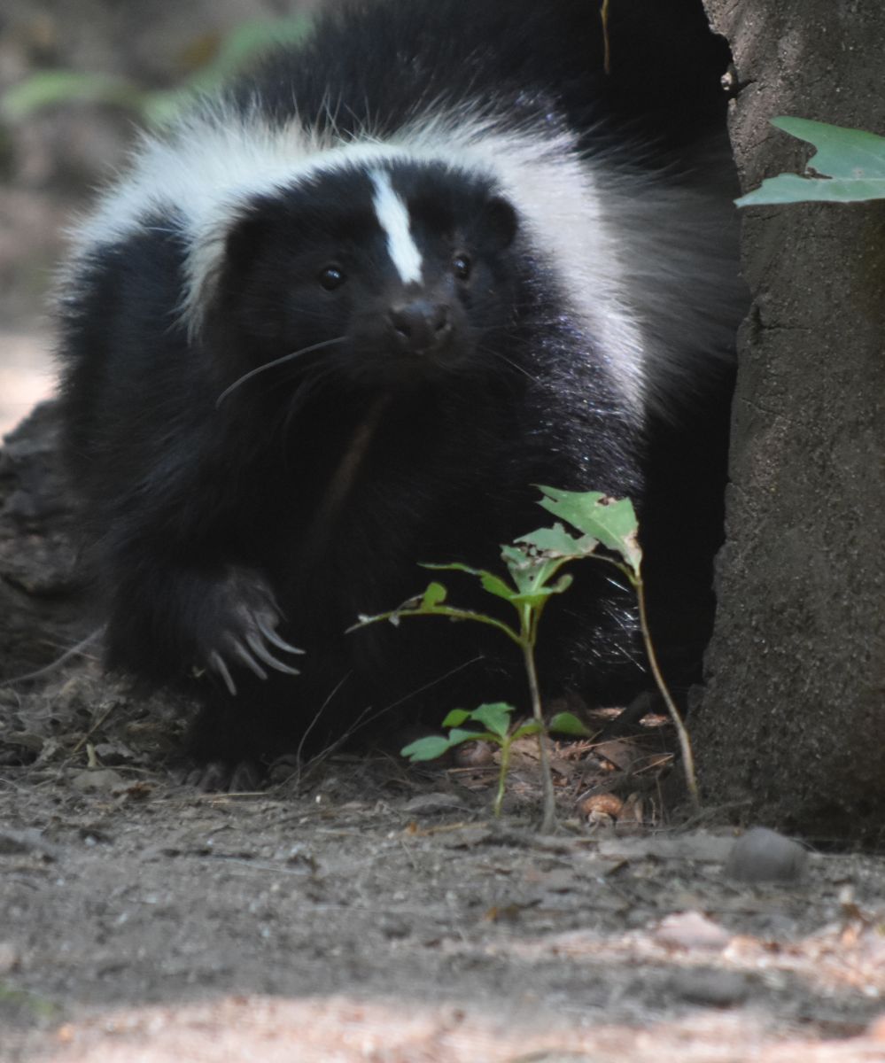 meaning of skunk crossing your path