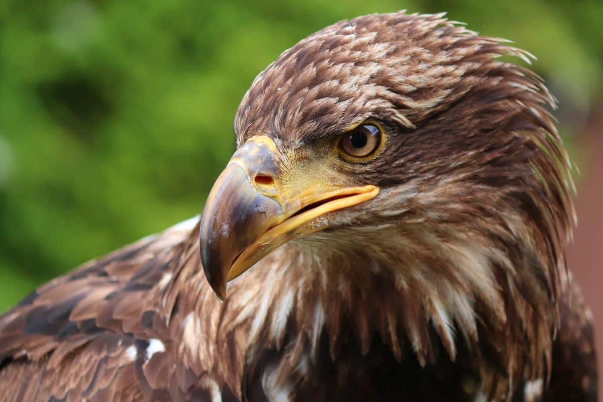 native american eagle symbolism